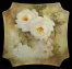 Roses1h