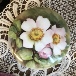 Roses1v