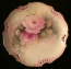 Roses1g