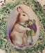 Rabbits1q